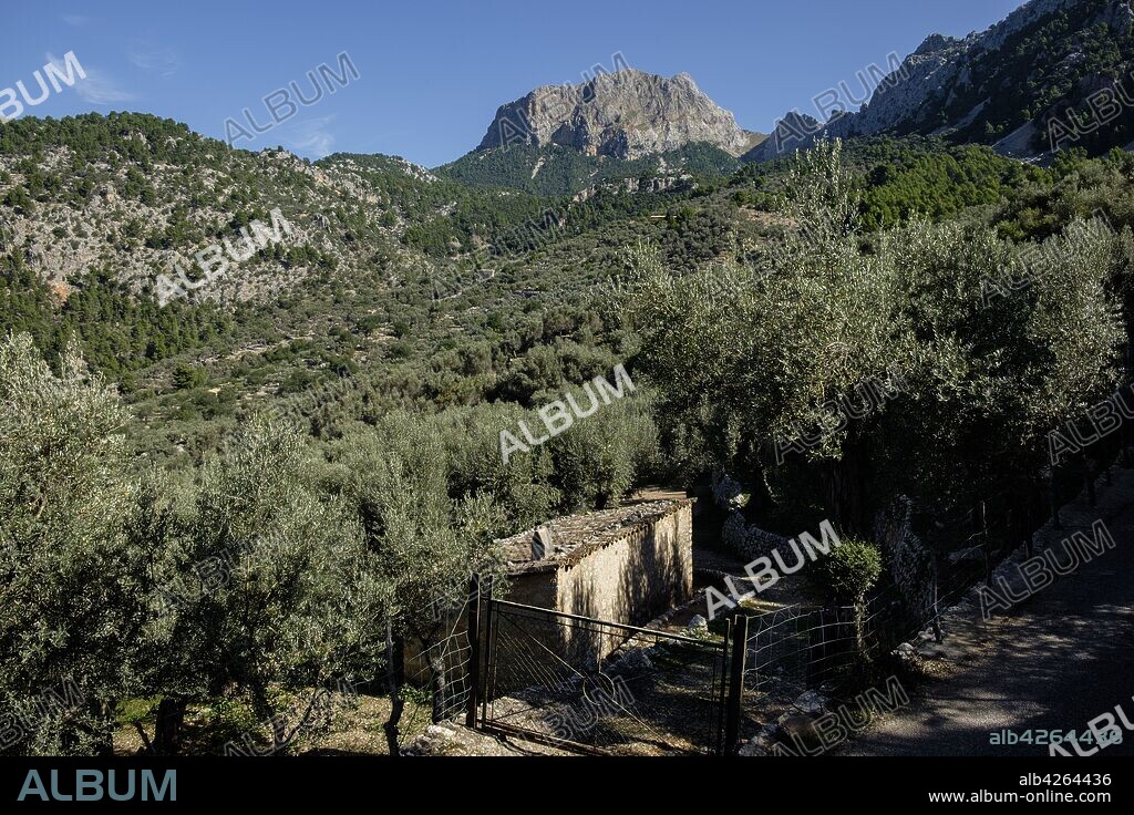 olivar de monnàber y Penyal des Migdia, 1401 metros, municipio de fornalutx, Mallorca, balearic islands, Spain.