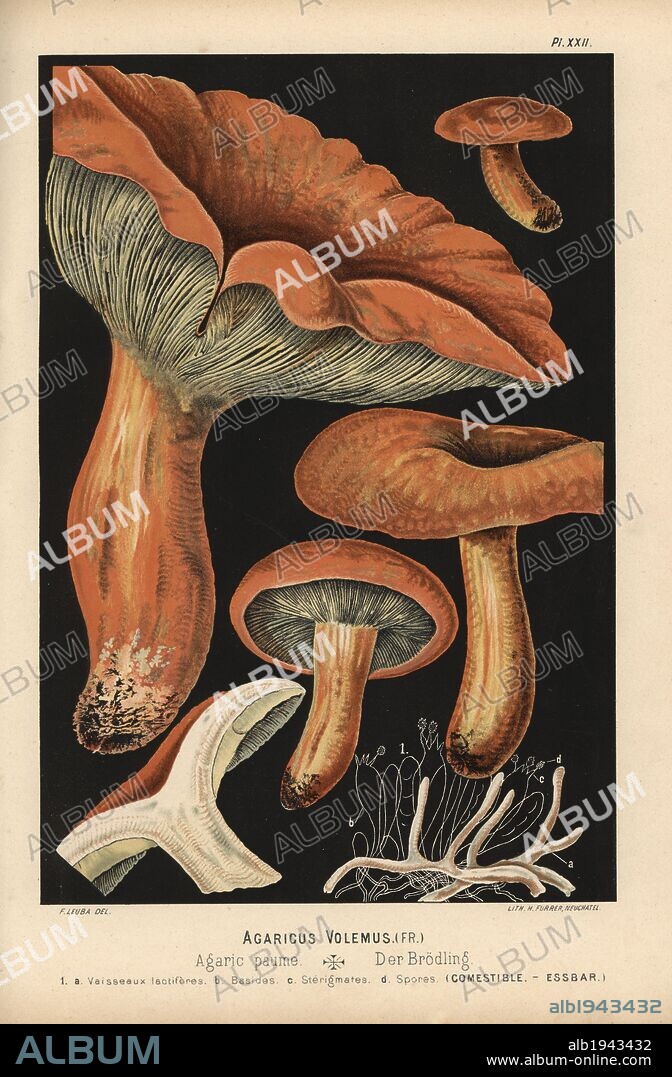 Lactarius volumes, Agaricus volemus, agaric paume, edible. Chromolithograph by C. Krause of an illustration by Fritz Leuba from "Les champignons comestibles et les especes vénéneuses avec lesquelles ils pourraient etre confondus" (Edible mushrooms and the poisonous species they should not be confused with), Delachaux et Niestle, Neuchatel, Switzerland, 1890, lithographed by H. Furrer. Fritz Leuba (1848-1910) was a mycologist and artist from Neuchatel, Switzerland.