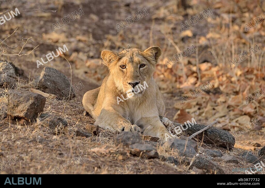 Asiatic Lion (Panthera leo persica), young male, Gir Forest National Park, Gir Sanctuary, Gujarat, India, Asia.
