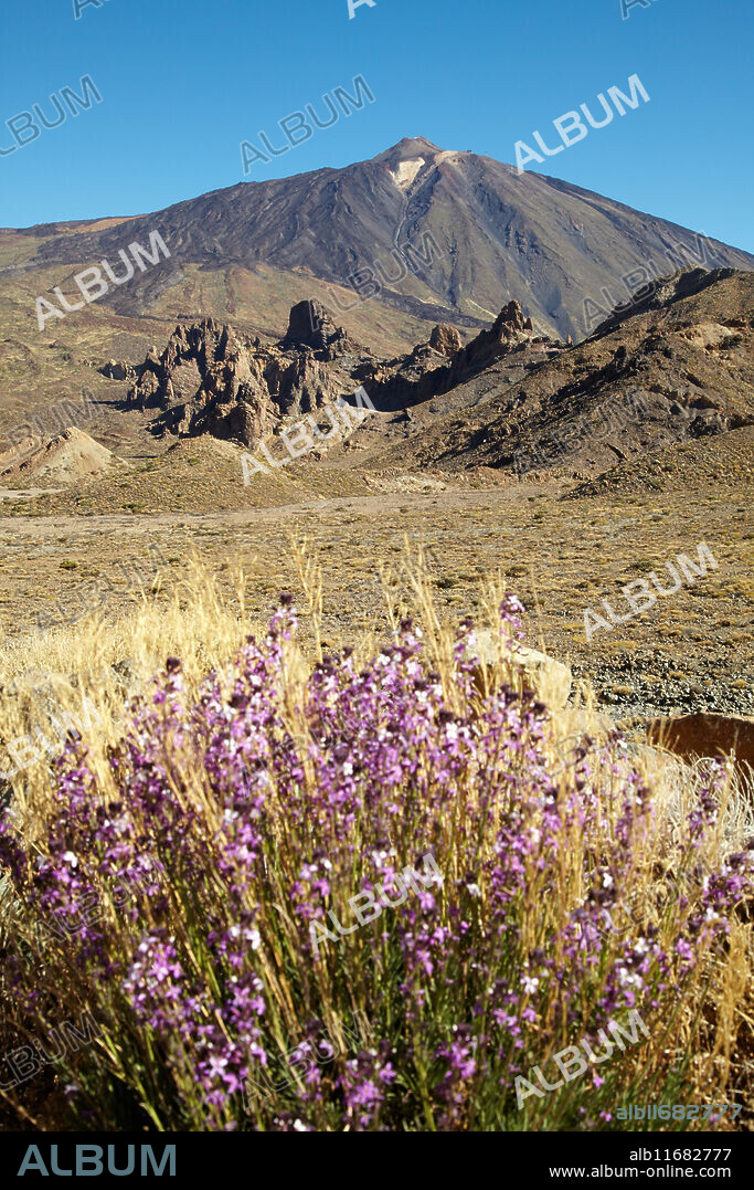 Alhelí del Teide, Erysimun scoparium, Las Cañadas, El Teide National Park, Tenerife, Canary Island, Spain.