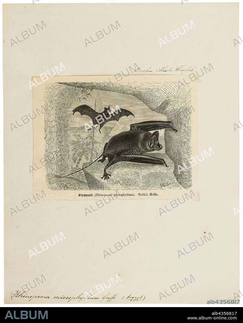 Rhinopoma microphyllum, Print, The greater mouse-tailed bat (Rhinopoma microphyllum) is a species of bat in the Rhinopomatidae family. It is found in Algeria, Bangladesh, Burkina Faso, the Central African Republic, Chad, Djibouti, Egypt, Eritrea, Ethiopia, India, Indonesia, Iran, Israel, Iraq, Jordan, Libya, Mali, Mauritania, Morocco, Myanmar, Niger, Nigeria, Oman, Pakistan, Saudi Arabia, Senegal, Sudan, Thailand, Tunisia, the Western Sahara and Yemen. Its natural habitat is subtropical or tropical dry shrubland. They mate at the beginning of spring., 1700-1880.