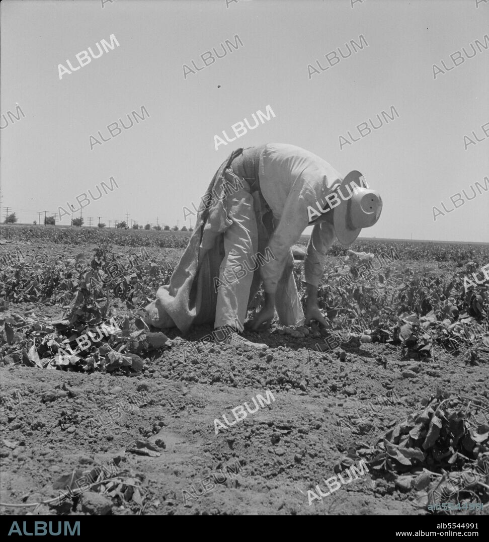 DOROTHEA LANGE. Migrant agricultural worker picking potatoes near Shafter, California.