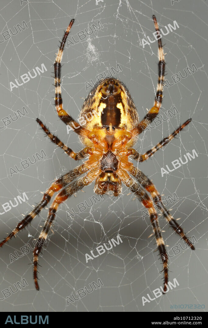 Marbled Orb Weaver Spider (Araneus marmoreus) sitting in the center of its web.