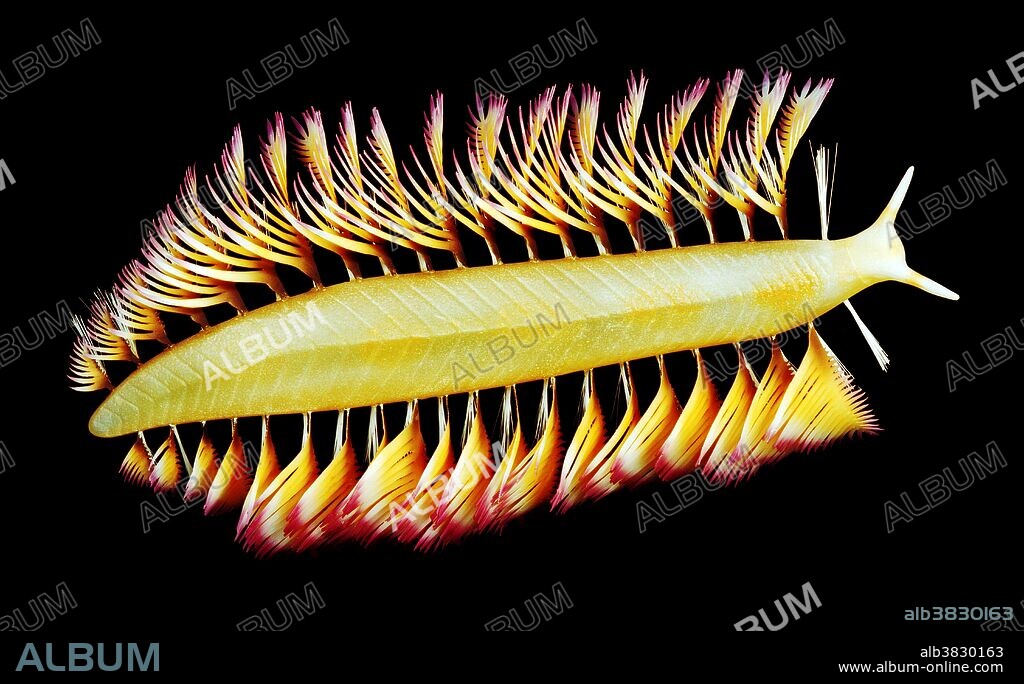 Burgess Shale polychaete worm