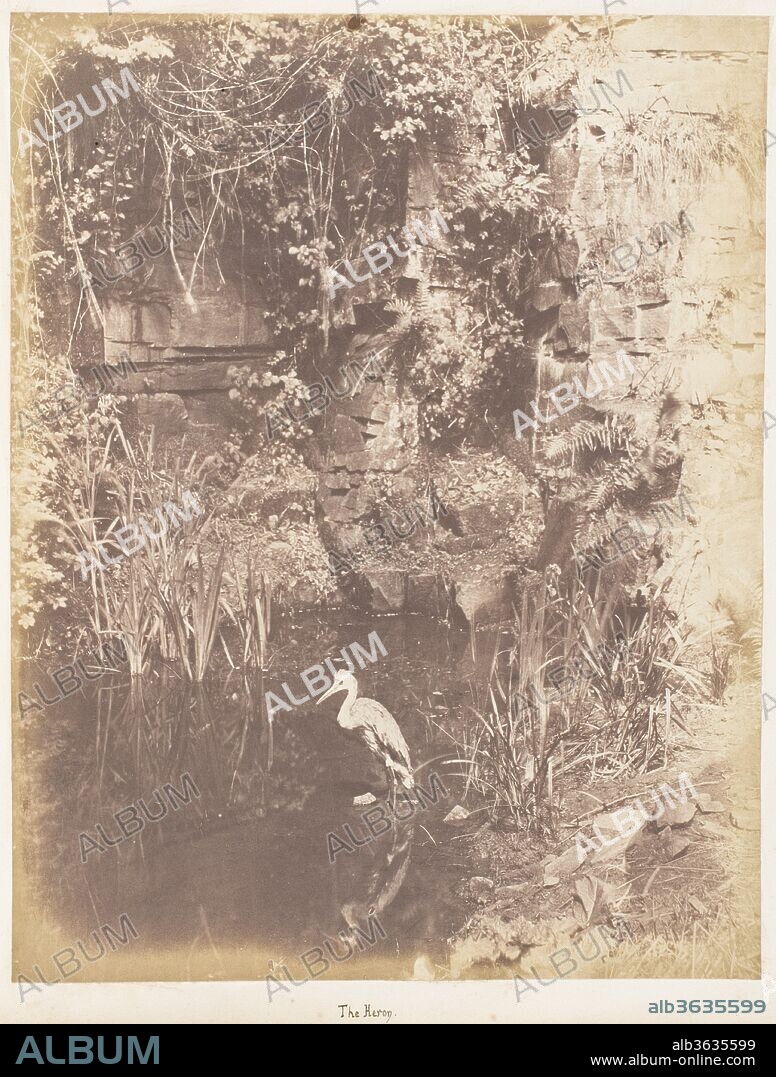 The Heron. Artist: John Dillwyn Llewelyn (British, Swansea, Wales 1810-1882 Swansea, Wales). Dimensions: Image: 24.3 × 18.9 cm (9 9/16 × 7 7/16 in.). Date: 1853-56.