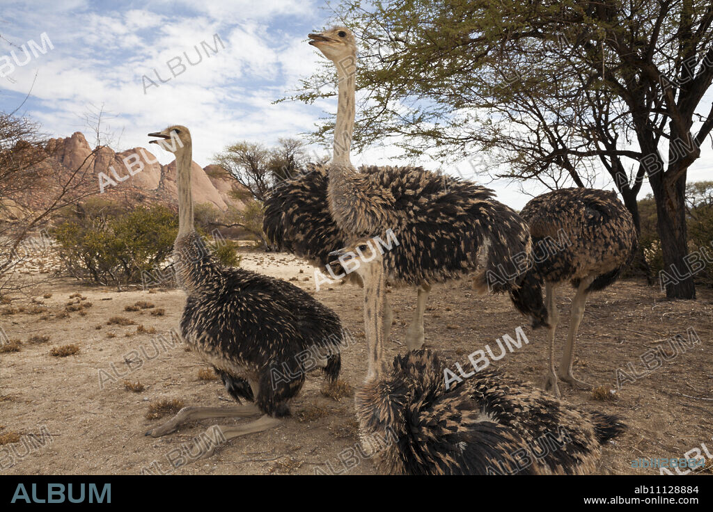 Group of South African Ostrich, Struthio camelus australis, Spitzkoppe, Namibia.