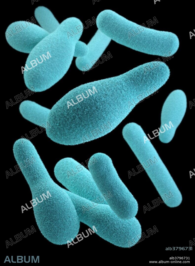 Three-dimensional (3D) computer-generated image of a group of anaerobic, spore-forming, Clostridium sp. organisms. The artistic recreation was based upon scanning electron microscopic (SEM) imagery. Note, that a number of these organisms have assumed a safety-pin, or clubbed shape, that is indicative of their having entered what is known as an endospore phase, which is a tougher, dormant phase, resistant to heat and UV-radiation. Botulism is a rare but serious paralytic illness caused by a nerve toxin that is produced by the bacterium Clostridium botulinum and sometimes by strains of Cl. butyricum and Cl. baratii. There are five main kinds of botulism: Foodborne botulism; Wound botulism; Infant botulism; Adult intestinal toxemia; Iatrogenic botulism.