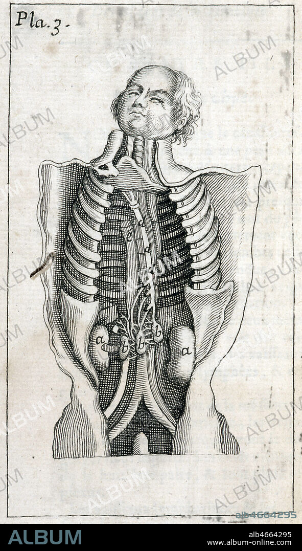 Ecorche d'un corps d'homme avec les cotes, visceres, veines et arteres. Gravure dans Nouvelle anatomie raisonnee par Daniel Tauvry de 1721. Credit: Coll. Diry/KHARBINE-TAPABOR.