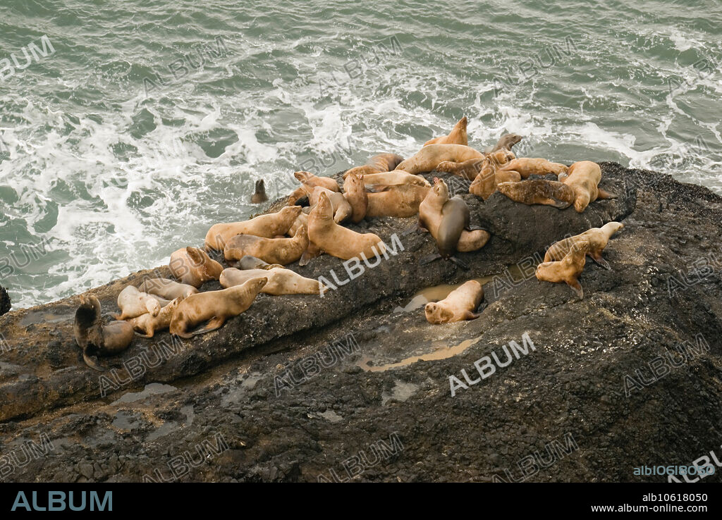 A colony of California sea lions, Zalophus californicus. This is the common sea lion of the west coast of North America from the Alaska Panhandle south to extreme northern Mexico. Males are larger than females with a bull-like neck. A male is the furthest left individual in photo.
