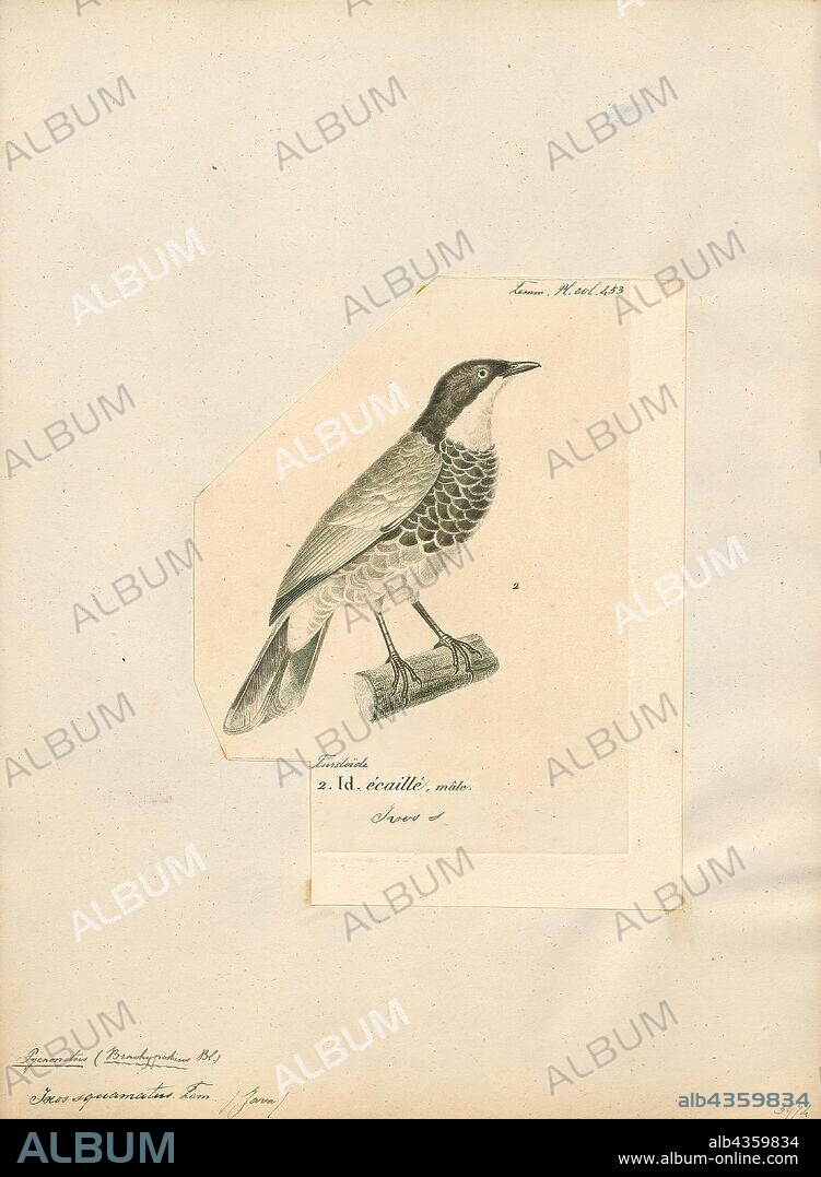 Pycnonotus squamatus, Print, The scaly-breasted bulbul (Pycnonotus squamatus) is a species of songbird in the bulbul family. It is found from the Malay Peninsula to Borneo. Its natural habitat is subtropical or tropical moist lowland forests., 1700-1880.