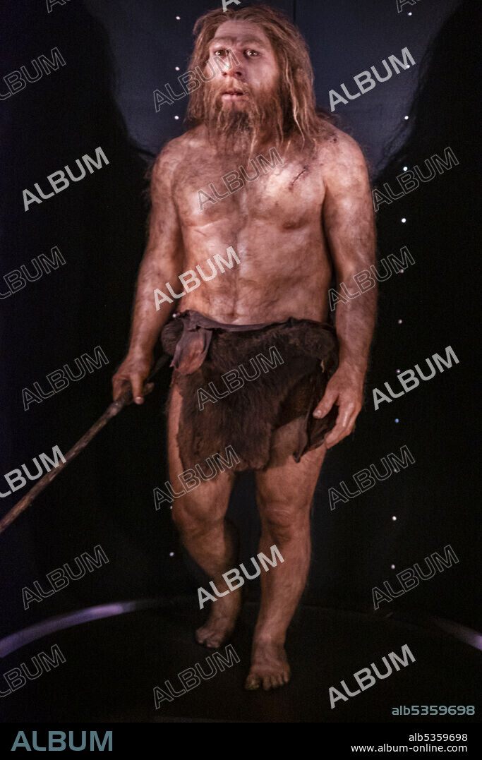 Homo neanderthalensis, Museo de la evolución humana, MEH, Burgos , Spain.