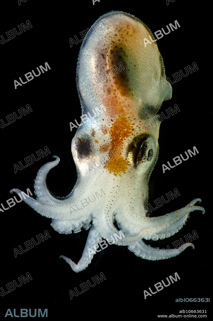 Seven arm octopus (Haliphron atlanticus).