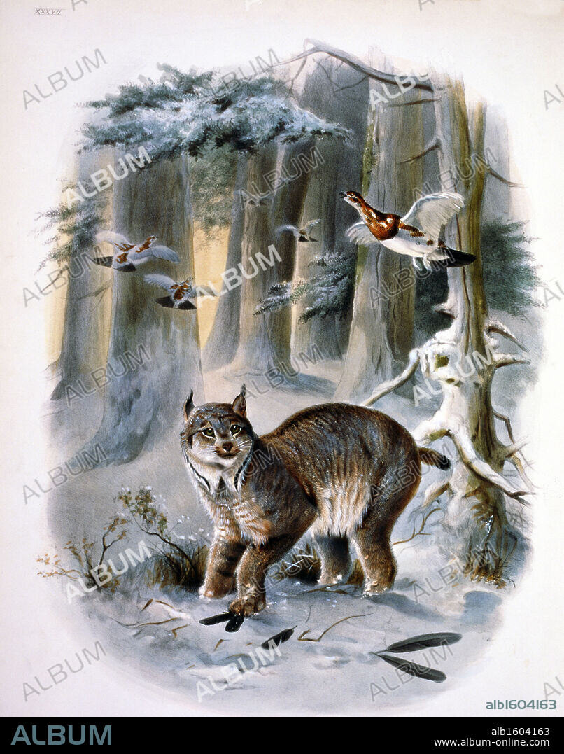 The Northern Lynx (Felis Canadensis) by Daniel Giraud Elliot,  monograph,  (1835-1915),  USA,  Pennsylvania,  Philadelphia,  Academy of Natural Sciences,  1883.