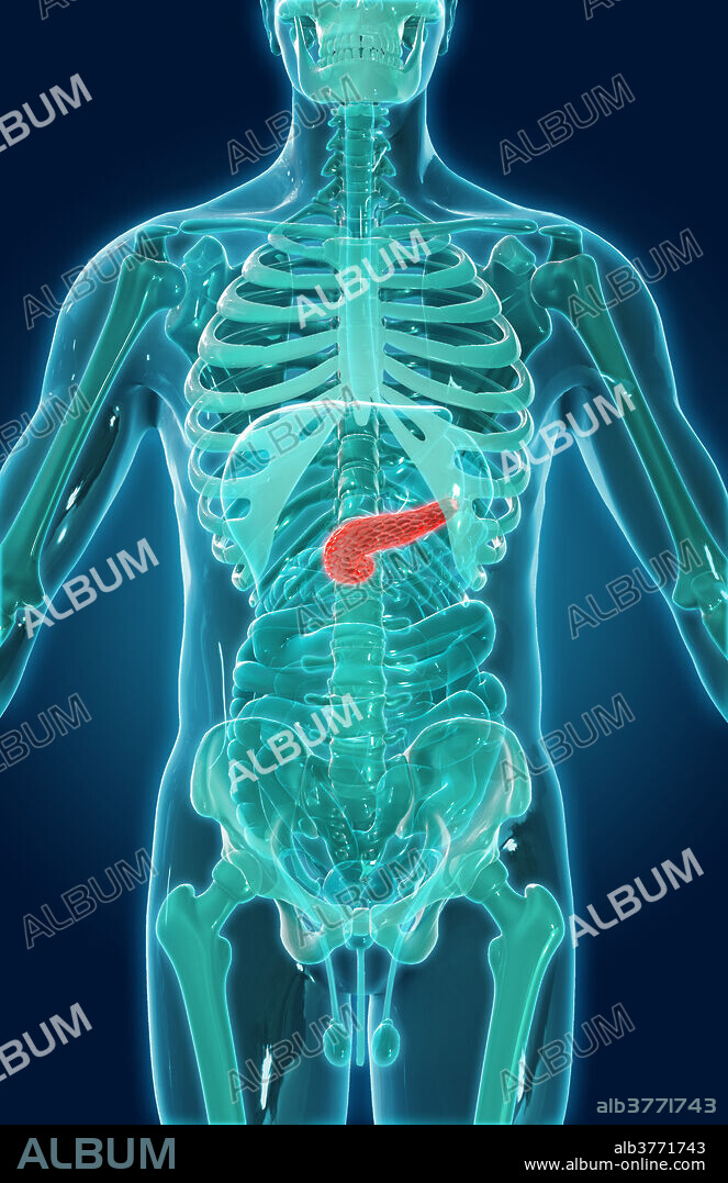A 3D illustration of the abdominal organs seen within a model of the human skeleton, with the pancreas highlighted in red.