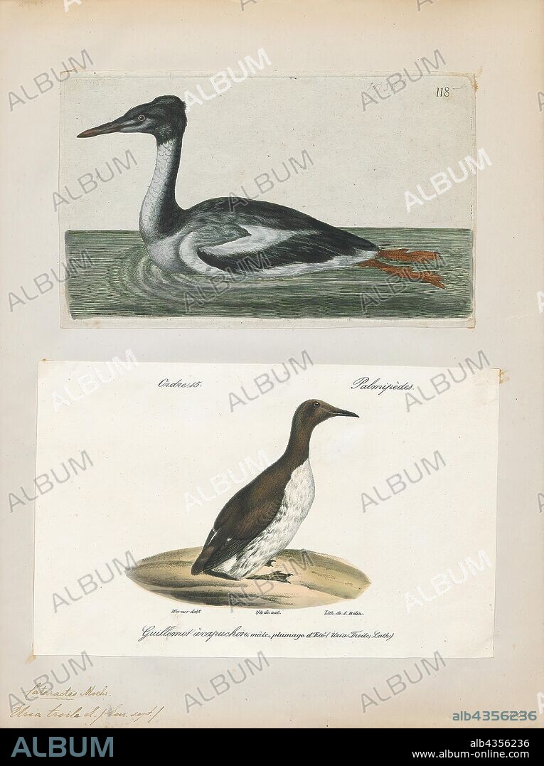 Uria troile, Print, Uria is a genus of seabirds in the auk family known in  Britain as guillemots, in most of North America as murres, and in  Newfoundland and Labrador as t -