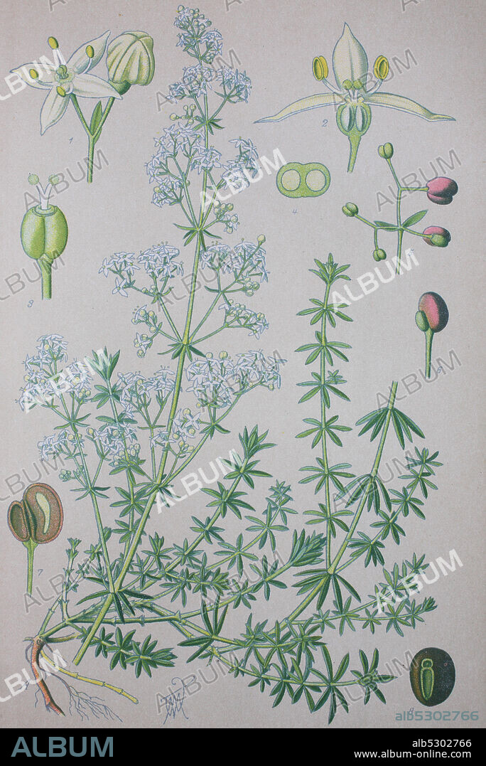 Galium mollugo, common name hedge bedstraw, false baby's breath, family Rubiaceae  /  Wiesen-Labkraut, Galium mollugo, Klein-Wiesen-Labkraut, Weißes Waldstroh, Grasstern, Gemeines Labkraut, Pflanzenart in der Familie der Rötegewächse, Digital improved reproduction of an original print from the 19th century / digitale Reproduktion von einer Originalvorlage aus dem 19. Jahrhundert.