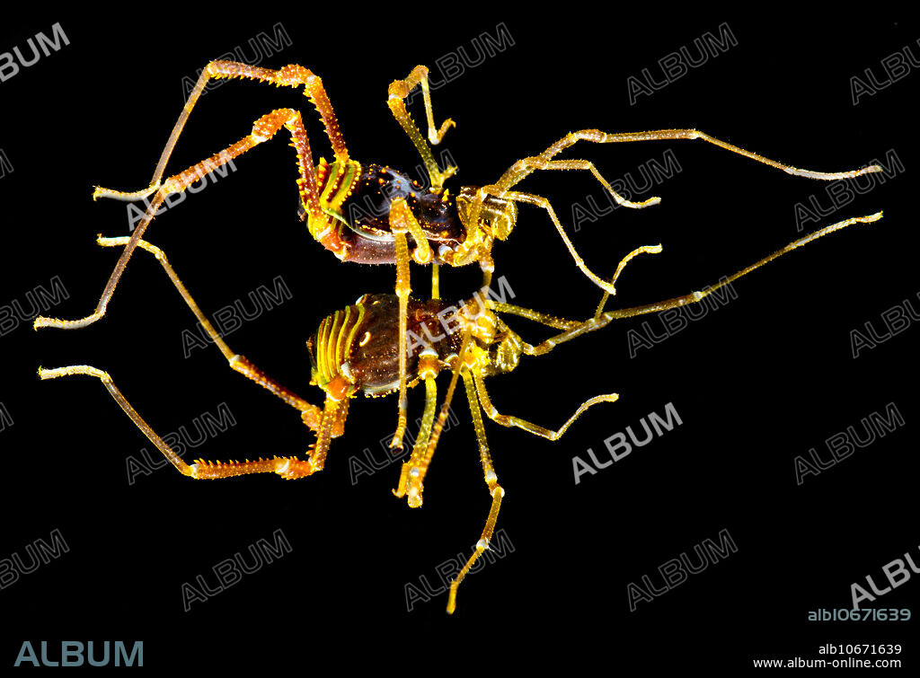 The gonyleptid harvestmen of the austral forests of Chile rank among the most beautiful and dramatic of the daddy longlegs in the world. These arachnids are opilionids, related to spiders, mites, and scorpions. Sadocus are slow moving and many are spiny, possibly a deterrent to predators. This harvestman was photographed in south Chile in 2013.