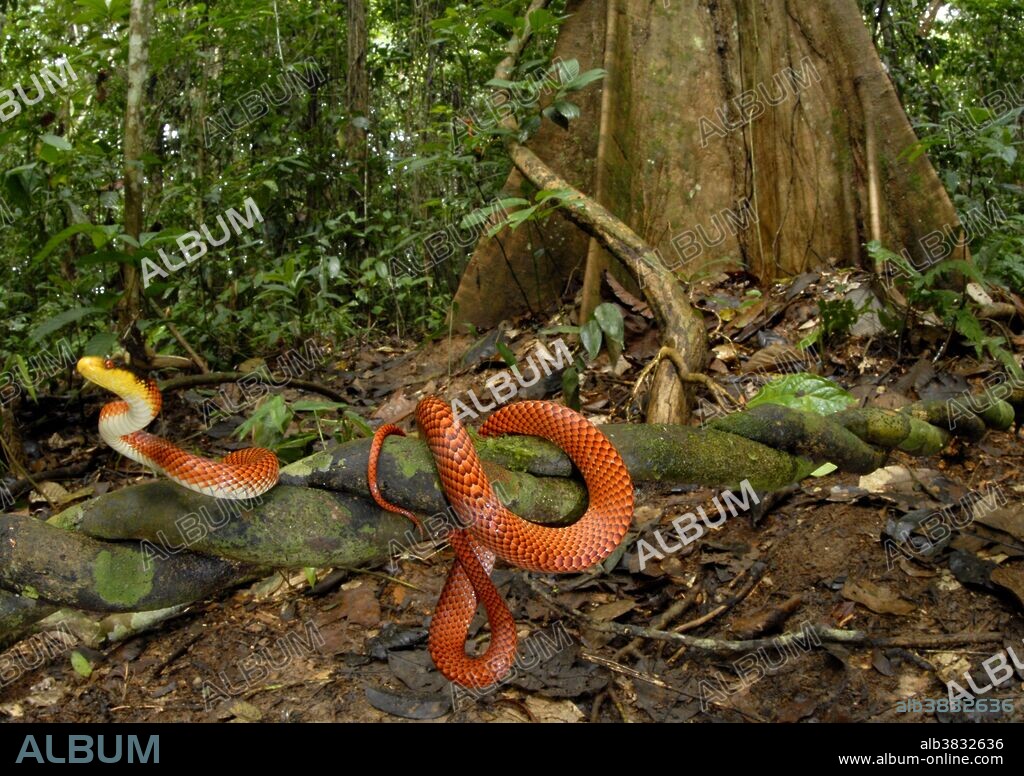 False coral snake
