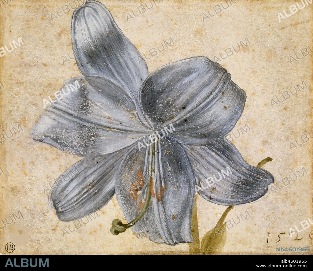 ALBERTO DURERO. Study of a lily.