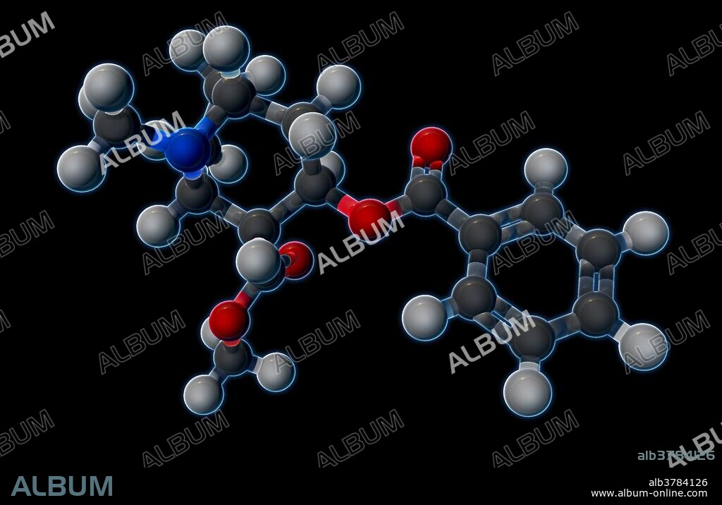 A molecular model of cocaine (C17H21NO4), a stimulant and appetite suppressant drug, obtained from coca plant leaves, which produces low doses of anesthesia  Cocaine's properties allow it to pass through the blood-brain barrier more easily than other psychoactive chemicals.  The drug's addictive nature makes more dangerous than other stimulants, as higher doses can lead to sudden cardiac death.  Atoms are colored dark gray (carbon), light gray (hydrogen), red (oxygen), and blue (nitrogen).
