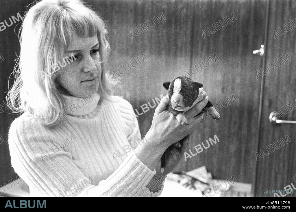 1971-02.. Gunnel Lindström på Keylin kennel visar upp det senaste tillskottet, en liten boxervalp som bara är tre dagar gammal.. Foto: Bo-Aje Mellin / RiR / SVT / Kod: 5600. Bild och reportage publ. i RiR 12/71 sid. 6-8, 55 inför TV-serien Valparna.. RiR 20095 sv/v neg. Sällskapsdjur.