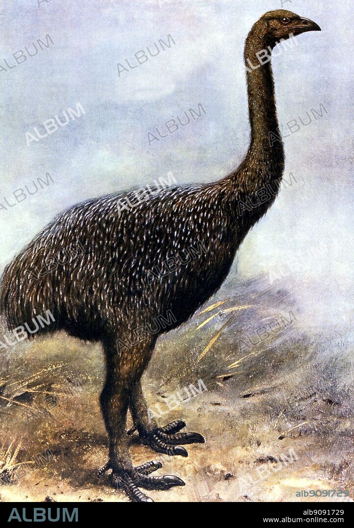 Lesser Megalapteryx Didinos Chromolithograph from a painting dated 1907. Extinct Birds by Errol Fuller page 30. A study of the world's recently extinct bird species with colour and black and white illustrations.