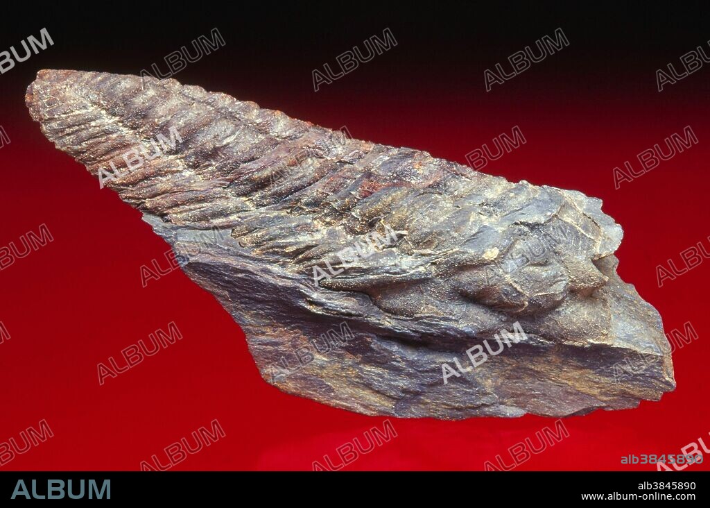 Trilobite fossil (Neseuretus tristani) from the Ordovician Period compressed by tectonic forces. This fossil is 9 centimeters long, from Portugal.