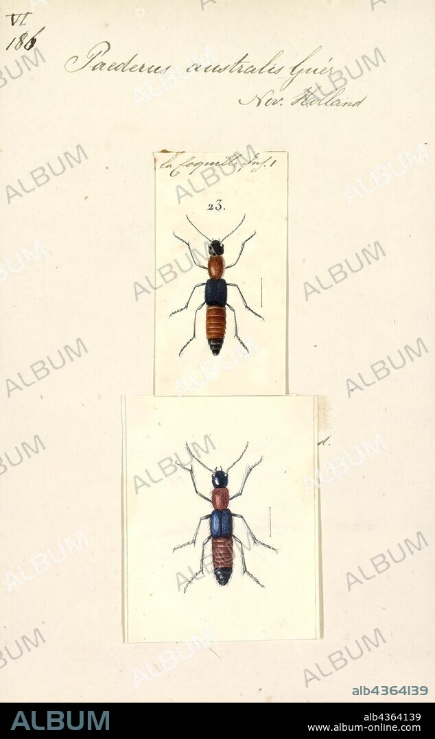 Paederus, Print, Paederus is a genus of small beetles of the family Staphylinidae ("rove beetles"). With 622 valid species assigned by 1987 to the subtribe Paederina (Paederus and its close allies), and with all but 148 within Paederus itself, the genus is large. Due to toxins in the hemolymph of some species within this genus, it has given its name to paederus dermatitis, a characteristic skin irritation that occurs if one of the insects is crushed against skin. That name, Paederus dermatitis, is a poor choice because, decades earlier, the affliction had been called dermatitis linearis, a name that works in all languages, not just English, because of its Latin origin; the name Paederus dermatitis is also inappropriate because it has shown to be caused by (a) only a few species of the genus Paederus, but (b) also a few species that belong to closely related genera (that are not Paederus) within the subtribe Paederina. A scholarly paper in 2002 suggested that a Paederus species could have been responsible for some of the ten Plagues of Egypt described in the Bible's Book of Exodus.