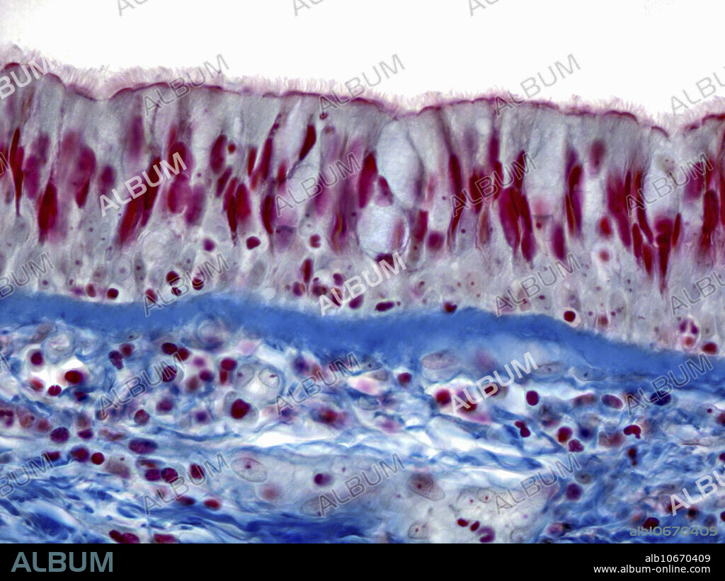 Tracheal mucosa, Mallory Azan stain, 400X. Light micrograph.