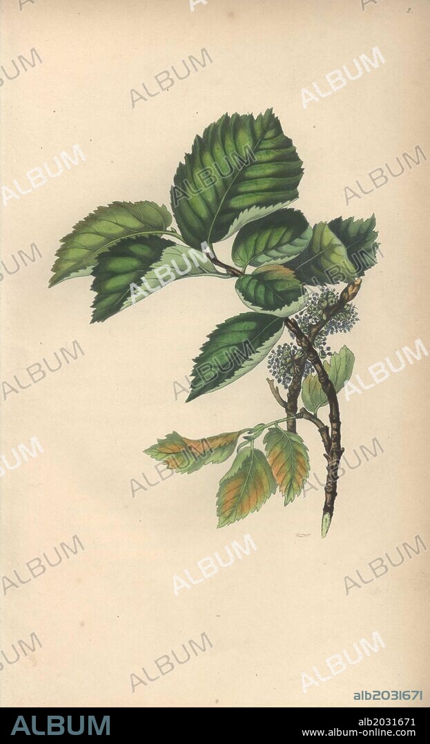 Elm tree, Ulmus campestris. Handcoloured botanical illustration drawn from nature by Mrs. Rebecca Hey from her own "Spirit of the Woods," London, Longman, Rees, 1837. Rebecca Hey was a Victorian writer, poet and artist who wrote "Moral of Flowers" 1833 and "Recollections of the Lakes" 1841. The plates were probably engraved by William Clark, former draughtsman to the London Horticultural Society, and engraver on Hey's previous book.
