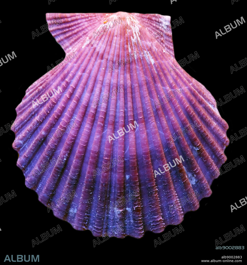 Chlamys Nobilis, genus of small scallops, marine bivalve molluscs in the family Pectinidae. Japan. Dated 1852.