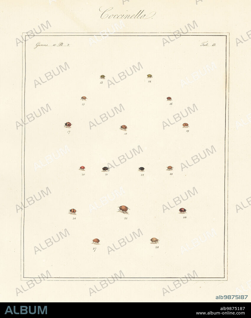 Species of ladybirds or ladybugs. Ten-spotted ladybird, Adalia decempunctata 18, 19, Cynegetis impunctata 20, heather ladybird, Chilocorus bipustulatus 21, two-spot ladybird, Adalia bipunctata 22, Coccinella 10-guttata 23, 10-spotted ladybird, Adalia decempunctata 24, striped ladybird, Myzia oblongoguttata 25, five-spot, Coccinella quinquepunctata 26, orange ladybird, Halyzia sedecimguttata 27, and cream spot ladybird, Calvia quatuordecimguttata 28. Handcoloured copperplate engraving from Thomas Martyns The English Entomologist, Exhibiting all the Coleopterous Insects found in England, Academy for Illustrating and Painting Natural History, London, 1792.