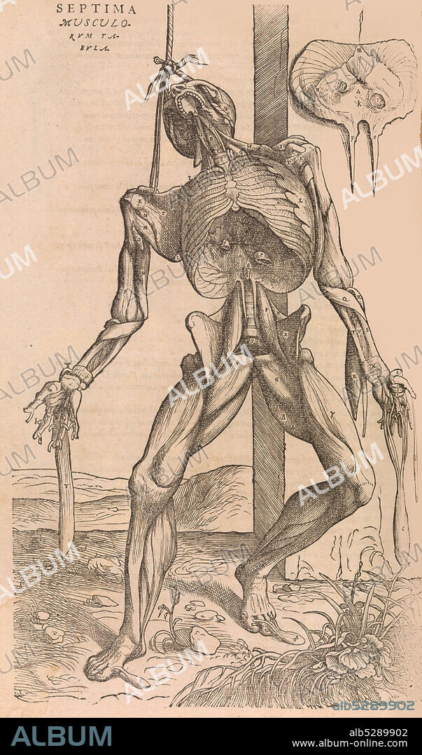 JOHN OF CALCAR. De humani corporis fabrica (Of the Structure of the Human Body), 1555.