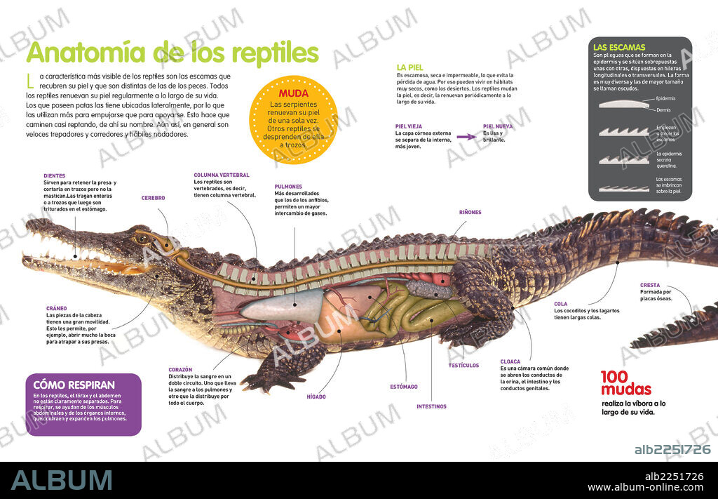 Anatomía de los reptiles. Infografía sobre la anatomía del reptil, vertebrado que posee escamas y en algunos casos fuertes mandíbulas y dentadura para trocear a sus presas.