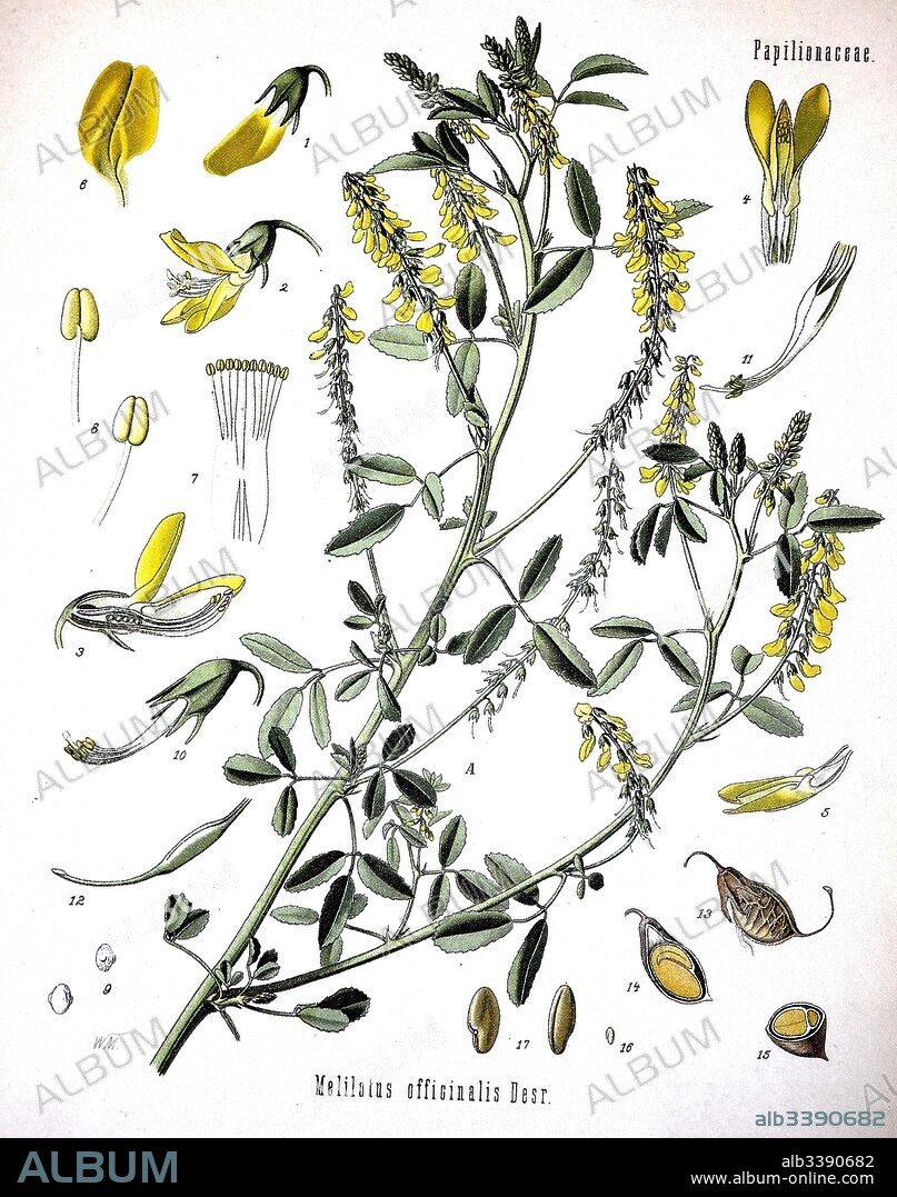 Melilotus officinalis, known as yellow sweet clover, yellow melilot, ribbed melilot, and common melilot,Medicinal plant.