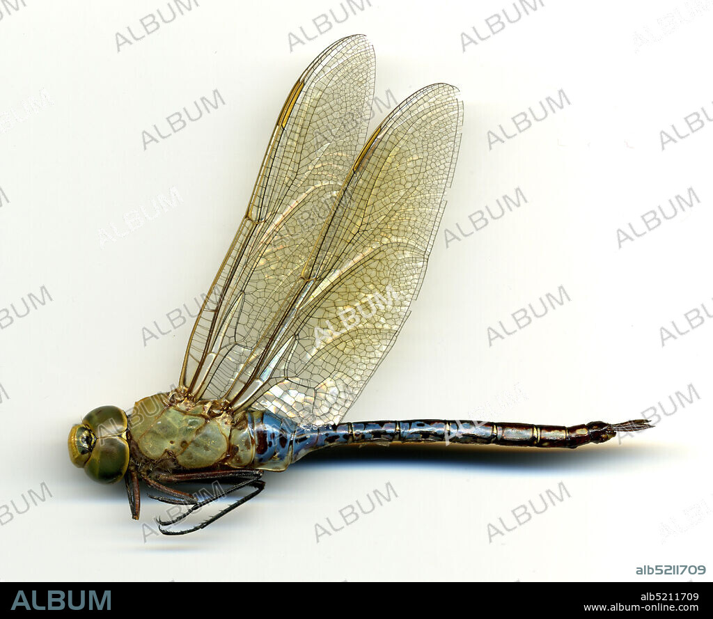 Pond #3, Cluff Ranch Wildlife Area, southwest of Pima, Graham, Arizona, United States, Anax junius (Drury, 1773), Animalia, Arthropoda, Insecta, Odonata, Anisoptera, Aeshnidae.