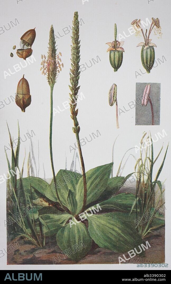 Plantago media, known as the hoary plantain, historical illustration, 1880.