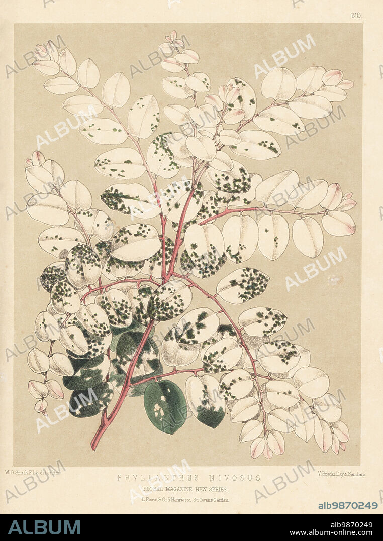 Breynia disticha, native to New Caledonia and Vanuatu. Ornamental foliage plant imported by William Bull, King's Road, Chelsea. As Phyllanthus nivosus. Handcolored botanical illustration drawn and lithographed by Worthington George Smith from Henry Honywood Dombrain's Floral Magazine, New Series, Volume 3, L. Reeve, London, 1874. Lithograph printed by Vincent Brooks, Day & Son.