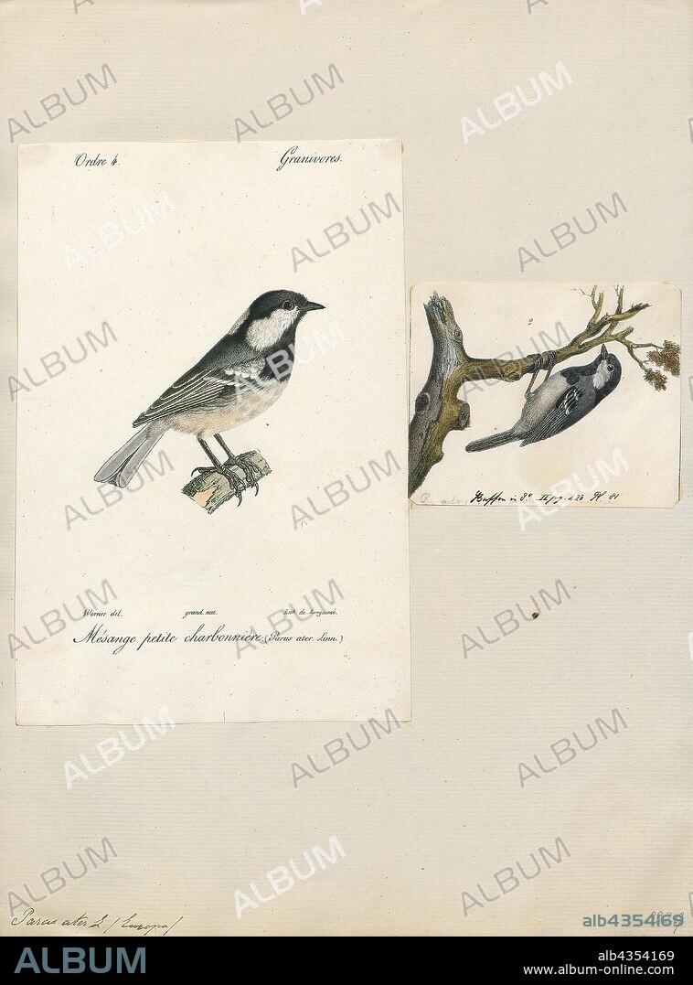 Parus ater, Print, The coal tit (or cole tit, Periparus ater) is a small passerine bird in the tit family, Paridae. It is a widespread and common resident breeder throughout temperate to subtropical Eurasia and northern Africa. The black-crested tit is now usually included in this species., 1700-1880.