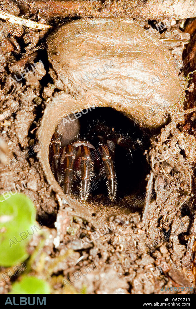 A trapdoor spider (Misgolus sp.) at its burrow entrance. Normally these spiders hide behind the closed trapdoor, lying in wait for insects.