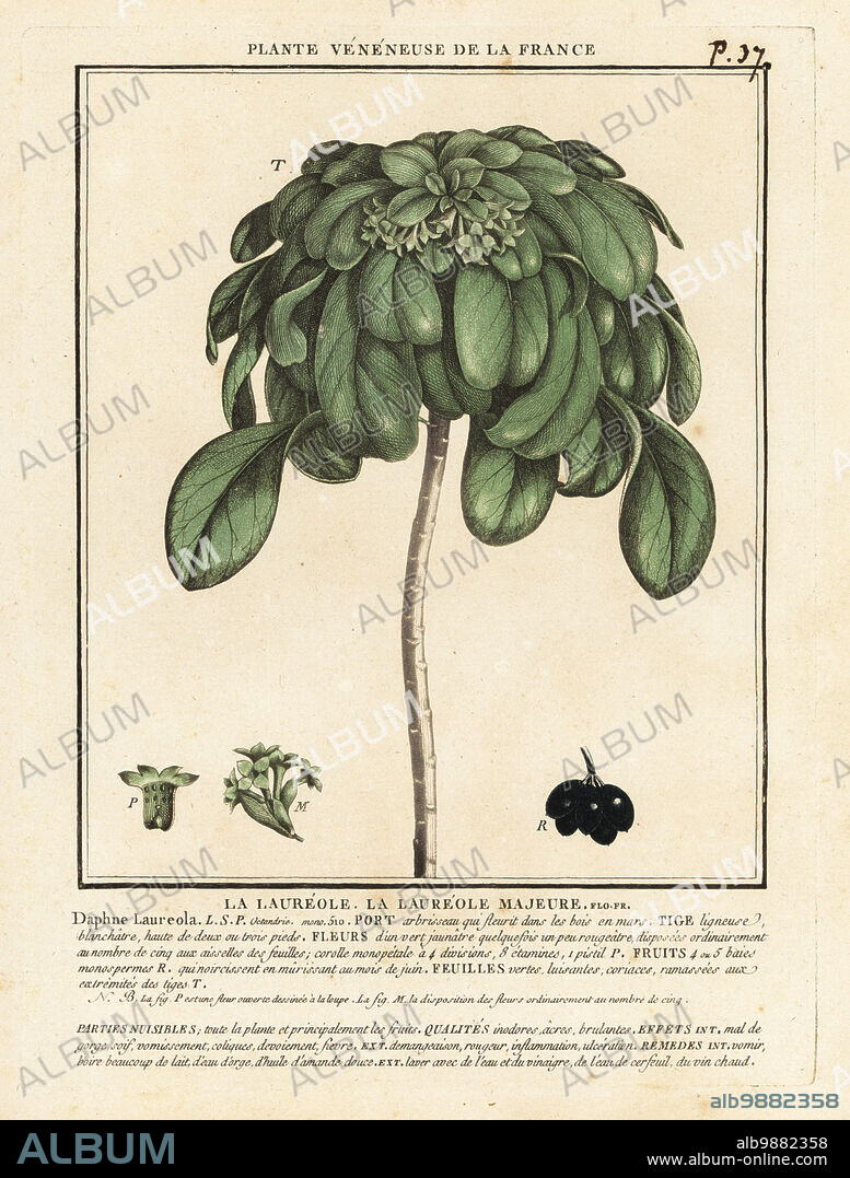Spurge laurel, Daphne laureola. La laureole majeure. Copperplate engraving printed in three colours by Pierre Bulliard from his Herbier de la France, ou collection complete des plantes indigenes de ce royaume, Didot jeune, Debure et Belin, 1780-1793.