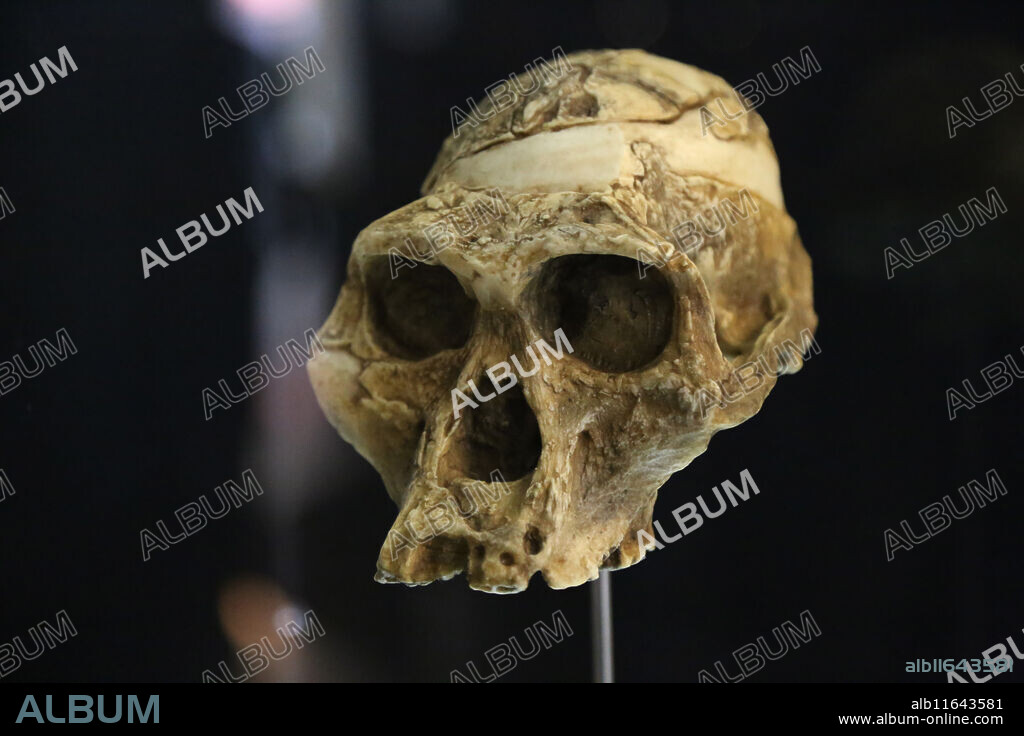 Australopithecus Bahrelghazali, "Abel"(Kt-12/H1). Chad. Africa. -3, 5-3, 2 millions years ago. Pliocene. Museum of Human Evolution, Burgos, Spain.