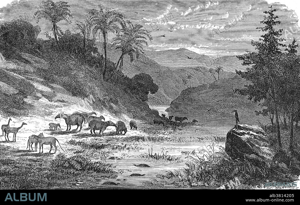 Ideal landscape of the Eocene, part of the Tertiary Period, with animals and plants common to Europe. Illustration from Louis Figuier's The World Before the Deluge, 1867 American edition. Herds of herbivores (tapir-like Palaeotherium, long-tailed Anoplotherium and camel-like Xiphodon) peacefully graze in the meadow, surrounded by alders, cypresses and now-extinct Flabellaria palms. A stork-like wading bird (Tantalus sp.) watches the turtles (Trionyx sp.) as they float in the river.