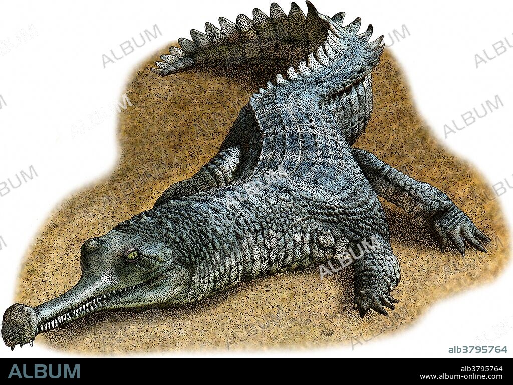 Indian gharial, Gavialis gangeticus, is a crocodilian of the family Gavialidae that is native to the Indian subcontinent and also called gavial and fish-eating crocodile, and is critically endangered.