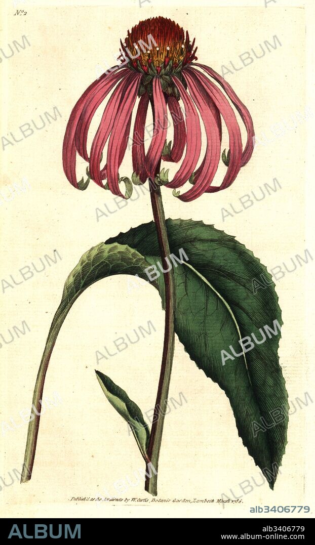Purple coneflower, Echinacea purpurea (Purple rudbeckia, Rudbeckia purpurea). Handcolured copperplate engraving after a botanical illustration by James Sowerby from William Curtis' The Botanical Magazine, Lambeth Marsh, London, 1786.