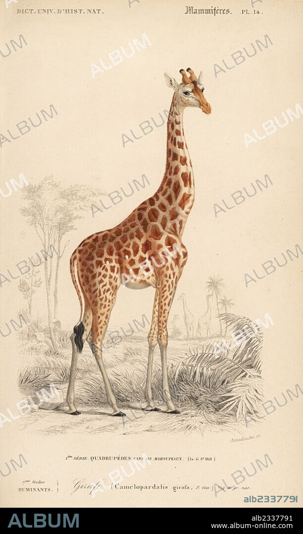 Giraffe, Giraffa camelopardalis. Handcolored engraving by Annedouche from Charles d'Orbigny's Dictionnaire Universel d'Histoire Naturelle (Dictionary of Natural History), Paris, 1849.