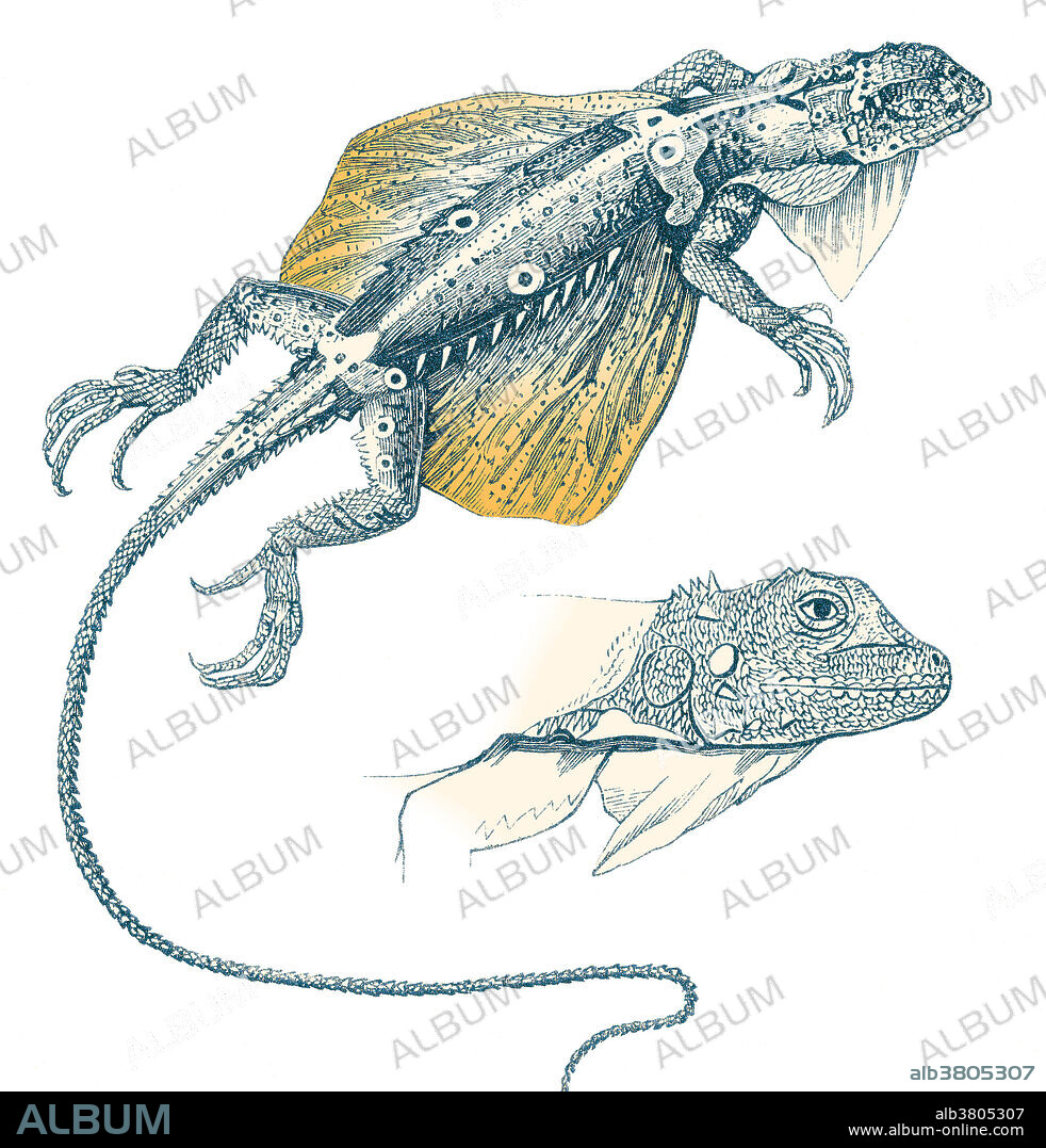 Illustration of a flying lizard (Draco fimbriatus), from Louis Figuier's The World Before the Deluge, 1867 American edition. This illustration shows that flying lizards have membranous wings for gliding, much like pterodactyls did.