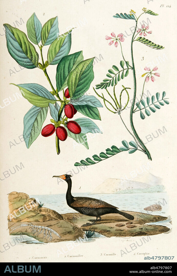 '1. Cormoran 2. Cornouiller 3. Coronille 4. Corophie'. Illustration tiree du Dictionnaire pittoresque d'histoire naturelle et des phenomenes de la nature par Guerin, 1833-34. Credit : Collection IM/KHARBINE-TAPABOR.