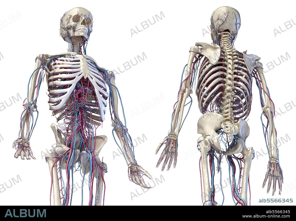 3D illustration of the human skeleton with cardiovascular system. three quarter length upper body, front and back perspective views on white background.