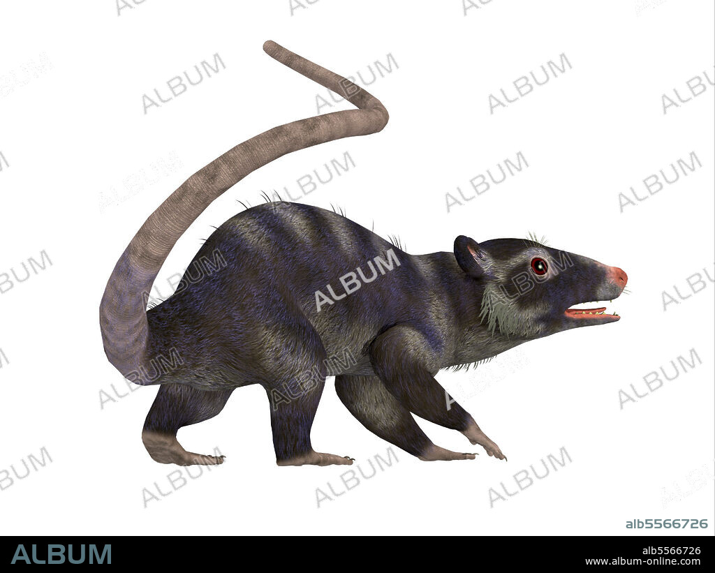 Purgatorius primate, side profile. Purgatorius was a proto-primate that lived in Montana, North America during the Cretaceous Period.